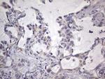 Filensin Antibody in Immunohistochemistry (Paraffin) (IHC (P))