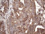 Filensin Antibody in Immunohistochemistry (Paraffin) (IHC (P))