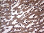 Filensin Antibody in Immunohistochemistry (Paraffin) (IHC (P))