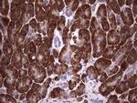 Filensin Antibody in Immunohistochemistry (Paraffin) (IHC (P))