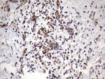 PPP2R5D Antibody in Immunohistochemistry (Paraffin) (IHC (P))