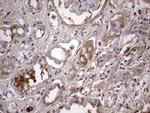 BOLL Antibody in Immunohistochemistry (Paraffin) (IHC (P))