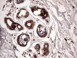 FAF1 Antibody in Immunohistochemistry (Paraffin) (IHC (P))