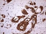 FAF1 Antibody in Immunohistochemistry (Paraffin) (IHC (P))