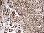 FAF1 Antibody in Immunohistochemistry (Paraffin) (IHC (P))