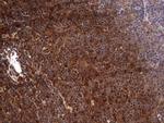 FAF1 Antibody in Immunohistochemistry (Paraffin) (IHC (P))