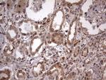 FAF1 Antibody in Immunohistochemistry (Paraffin) (IHC (P))