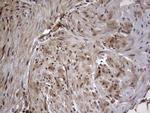 FAF1 Antibody in Immunohistochemistry (Paraffin) (IHC (P))