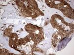 FAF1 Antibody in Immunohistochemistry (Paraffin) (IHC (P))