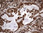 FAF1 Antibody in Immunohistochemistry (Paraffin) (IHC (P))