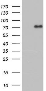 FAF1 Antibody in Western Blot (WB)