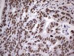 MYF5 Antibody in Immunohistochemistry (Paraffin) (IHC (P))