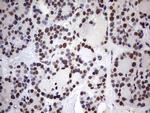 MYF5 Antibody in Immunohistochemistry (Paraffin) (IHC (P))