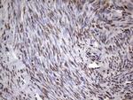 MYF5 Antibody in Immunohistochemistry (Paraffin) (IHC (P))