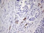 N4BP2L2 Antibody in Immunohistochemistry (Paraffin) (IHC (P))