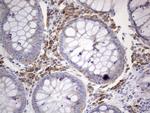 N4BP2L2 Antibody in Immunohistochemistry (Paraffin) (IHC (P))