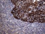 MIP-3 beta Antibody in Immunohistochemistry (Paraffin) (IHC (P))