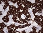 MIP-3 beta Antibody in Immunohistochemistry (Paraffin) (IHC (P))