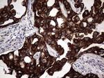 MIP-3 beta Antibody in Immunohistochemistry (Paraffin) (IHC (P))