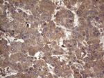 UFD1L Antibody in Immunohistochemistry (Paraffin) (IHC (P))