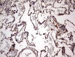 UFD1L Antibody in Immunohistochemistry (Paraffin) (IHC (P))