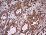 UFD1L Antibody in Immunohistochemistry (Paraffin) (IHC (P))