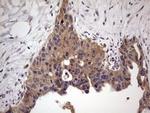 UFD1L Antibody in Immunohistochemistry (Paraffin) (IHC (P))