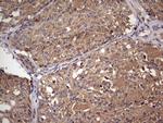 UFD1L Antibody in Immunohistochemistry (Paraffin) (IHC (P))