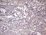 UFD1L Antibody in Immunohistochemistry (Paraffin) (IHC (P))