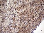 UFD1L Antibody in Immunohistochemistry (Paraffin) (IHC (P))