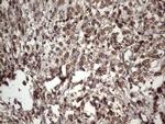 UFD1L Antibody in Immunohistochemistry (Paraffin) (IHC (P))