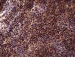 UFD1L Antibody in Immunohistochemistry (Paraffin) (IHC (P))