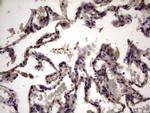 UFD1L Antibody in Immunohistochemistry (Paraffin) (IHC (P))