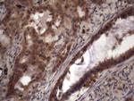 UFD1L Antibody in Immunohistochemistry (Paraffin) (IHC (P))