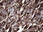 UFD1L Antibody in Immunohistochemistry (Paraffin) (IHC (P))