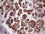 Centrin 1 Antibody in Immunohistochemistry (Paraffin) (IHC (P))