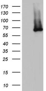 IKZF3 Antibody in Western Blot (WB)