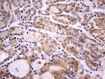 PAFAH1B3 Antibody in Immunohistochemistry (Paraffin) (IHC (P))