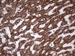 ATP Synthase O Antibody in Immunohistochemistry (Paraffin) (IHC (P))