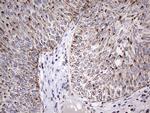 ATP Synthase O Antibody in Immunohistochemistry (Paraffin) (IHC (P))