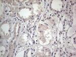 SNX12 Antibody in Immunohistochemistry (Paraffin) (IHC (P))