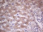 SNX12 Antibody in Immunohistochemistry (Paraffin) (IHC (P))