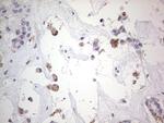 SNX12 Antibody in Immunohistochemistry (Paraffin) (IHC (P))