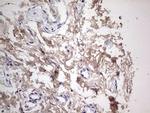 SNX12 Antibody in Immunohistochemistry (Paraffin) (IHC (P))