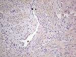 SNX12 Antibody in Immunohistochemistry (Paraffin) (IHC (P))