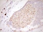 CLOCK Antibody in Immunohistochemistry (Paraffin) (IHC (P))