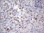 NOR-1 Antibody in Immunohistochemistry (Paraffin) (IHC (P))