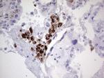 NOR-1 Antibody in Immunohistochemistry (Paraffin) (IHC (P))