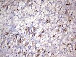 NOR-1 Antibody in Immunohistochemistry (Paraffin) (IHC (P))