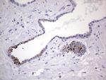 NOR-1 Antibody in Immunohistochemistry (Paraffin) (IHC (P))